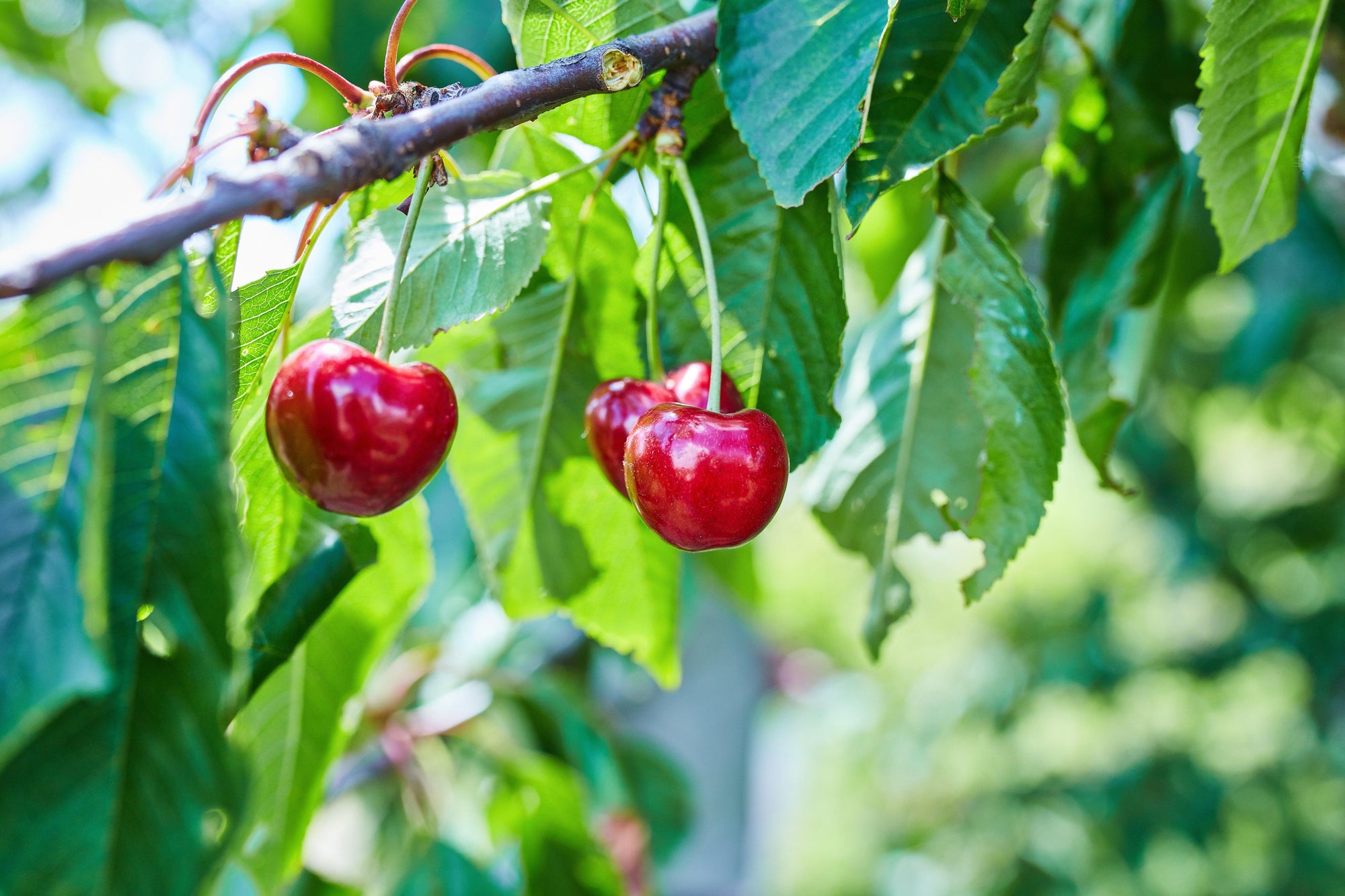 Why Is Buying Organic Produce Important? Read Below to Find Out! 🍒