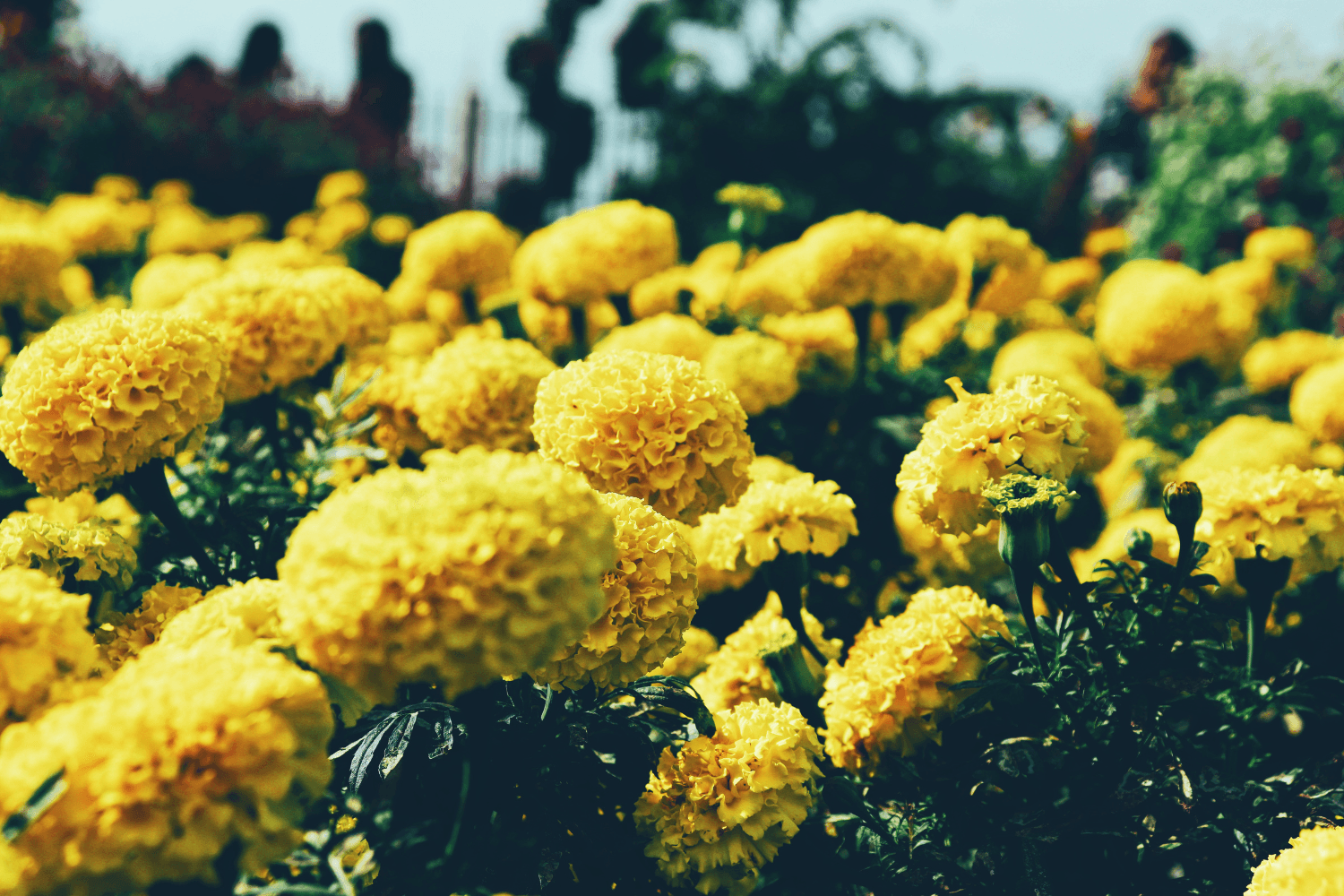 Marigold's Anti-Aging Benefits