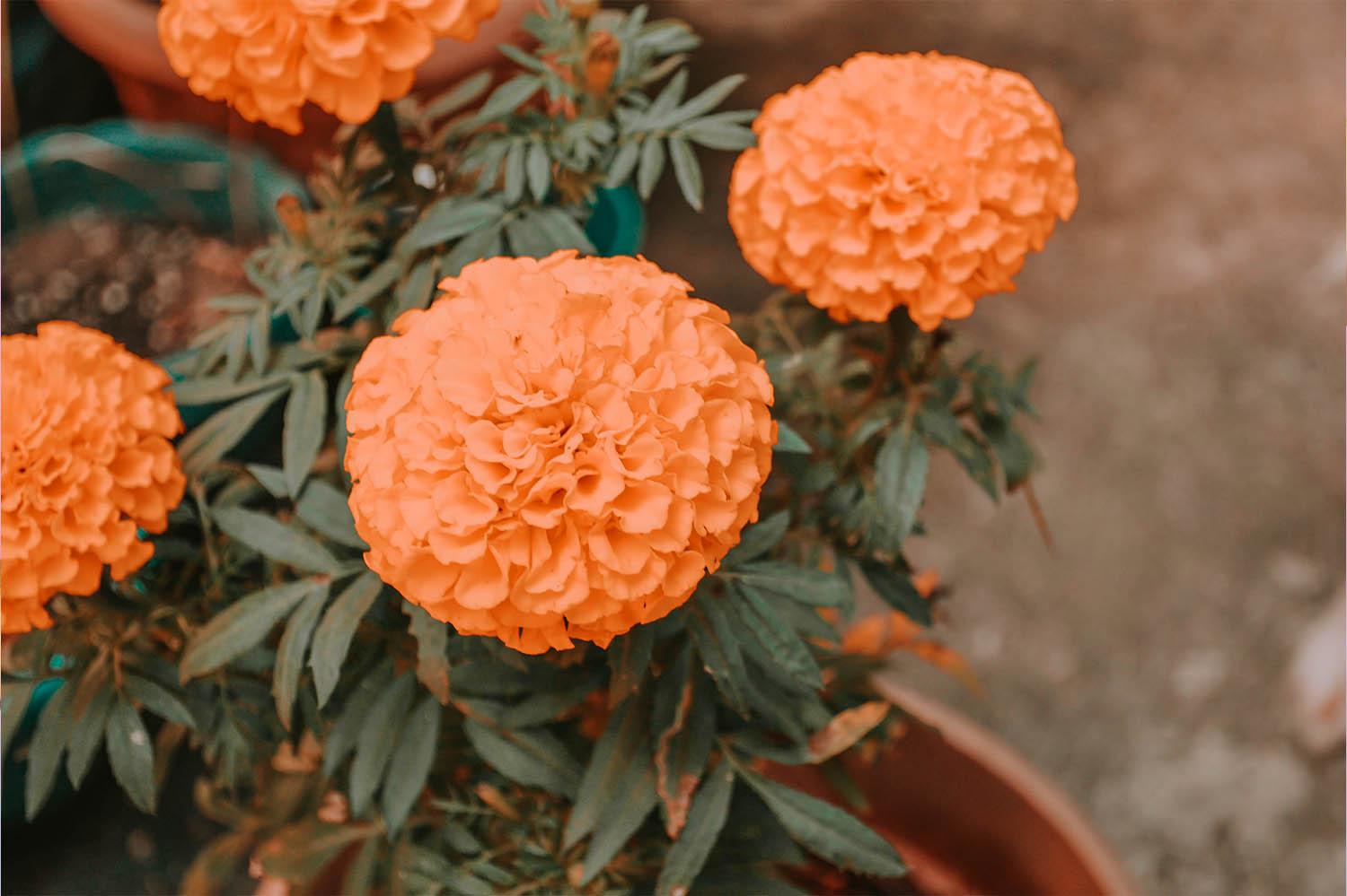 Floraglo What is FloraGLO® Lutein? – Glotrition